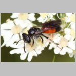 Sphecodes pellucidus - Blutbiene w006a 8mm - OS-Hellern Waldwiese det.jpg